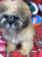 Daemon, a male Shih Tzu for sale in Mobile, AL – 7 of 7