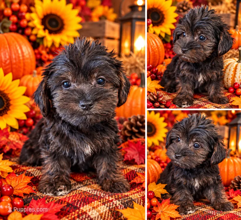 Rog – Yorkshire Terrier, Poodle - Toy  puppy for sale in Grand Bay, AL