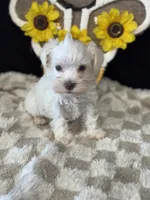 Dobby, a male Miniature Schnauzer for sale in Grand Bay, AL – 4 of 4