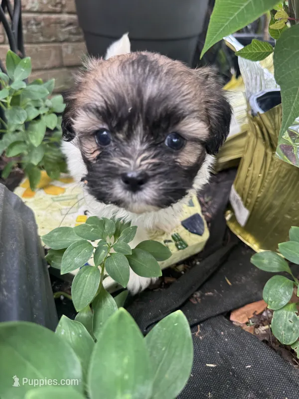 Davenport – Shichon puppy for sale in Mobile, AL