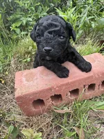 Ziggy, a male Poodle - Toy  for sale in Mobile, AL – 2 of 3