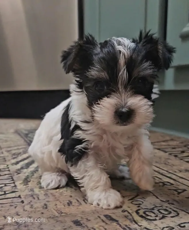 Moana – Yorkshire Terrier puppy for sale in Mobile, AL