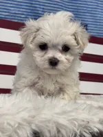 Flower, a female Maltese for sale in Mobile, AL – 2 of 4