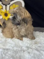 Amanda, a female Shih Tzu for sale in Mobile, AL – 4 of 4