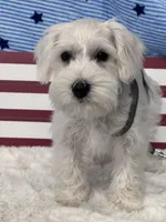 Cashew, a male Miniature Schnauzer for sale in Mobile, AL – 5 of 5