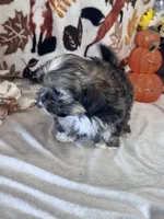 Whiskey, a male Shih Tzu for sale in Grand Bay, AL – 5 of 5