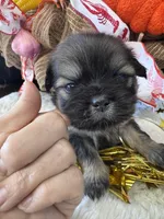 Brandi, a female Shih Tzu for sale in Mobile, AL – 3 of 5