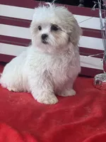 Darwood, a male Mal Shi for sale in Mobile, AL – 3 of 4