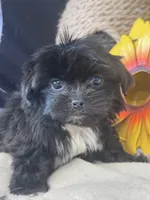Ellie, a female Pekingese and Shih Tzu for sale in Grand Bay, AL – 4 of 6