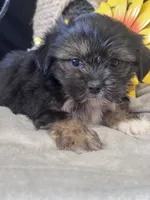 Gertrude, a female Pekingese and Shih Tzu for sale in Grand Bay, AL – 5 of 5