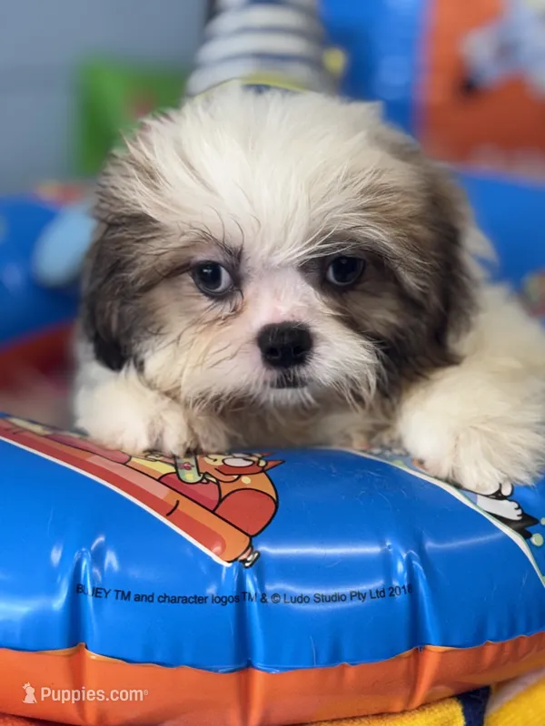 Fella – Shih Tzu puppy for sale in Mobile, AL
