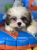 Fella, a male Shih Tzu for sale in Mobile, AL – 1 of 4