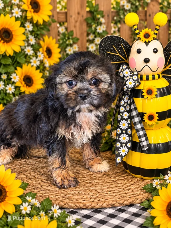 Gertrude – Pekingese, Shih Tzu puppy for sale in Grand Bay, AL