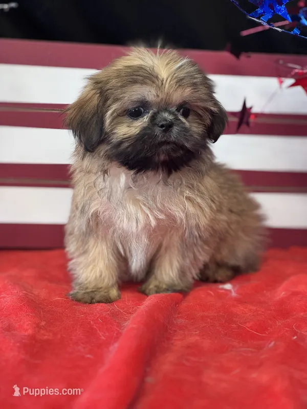 Fanny – Shih Tzu puppy for sale in Mobile, AL