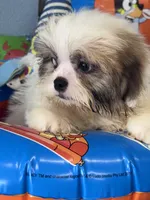 Fella, a male Shih Tzu for sale in Mobile, AL – 2 of 4
