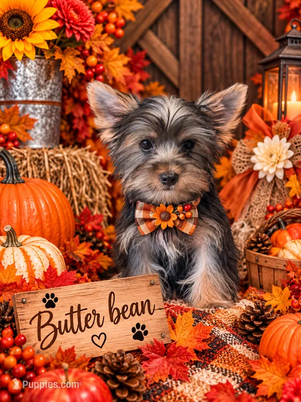 Butter Bean – Yorkshire Terrier puppy for sale in Grand Bay, AL
