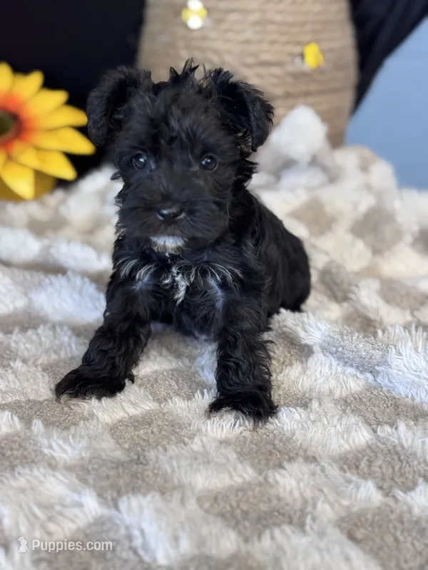 BlackBerry  – Miniature Schnauzer puppy for sale in Grand Bay, AL