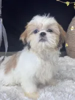 Angie , a female Shih Tzu for sale in Mobile, AL – 4 of 4