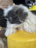 Azul, a male Shih Tzu for sale in Grand Bay, AL – 5 of 5