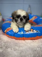 Jace, a male Shih Tzu for sale in Mobile, AL – 2 of 7