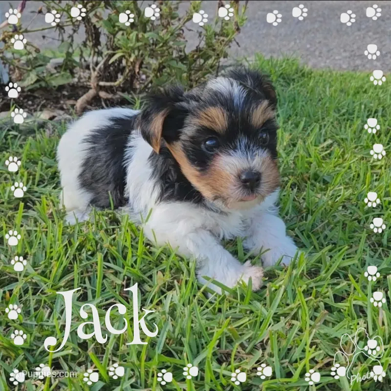 Jack – Yorkshire Terrier puppy for sale in Mobile, AL