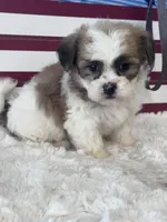 Thiago, a male Shichon for sale in Mobile, AL – 1 of 3