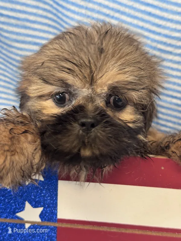 Hubble – Shih Tzu puppy for sale in Mobile, AL