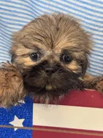 Hubble, a male Shih Tzu for sale in Mobile, AL – 1 of 3