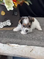 Manny, a male Yorkshire Terrier for sale in Grand Bay, AL – 3 of 4