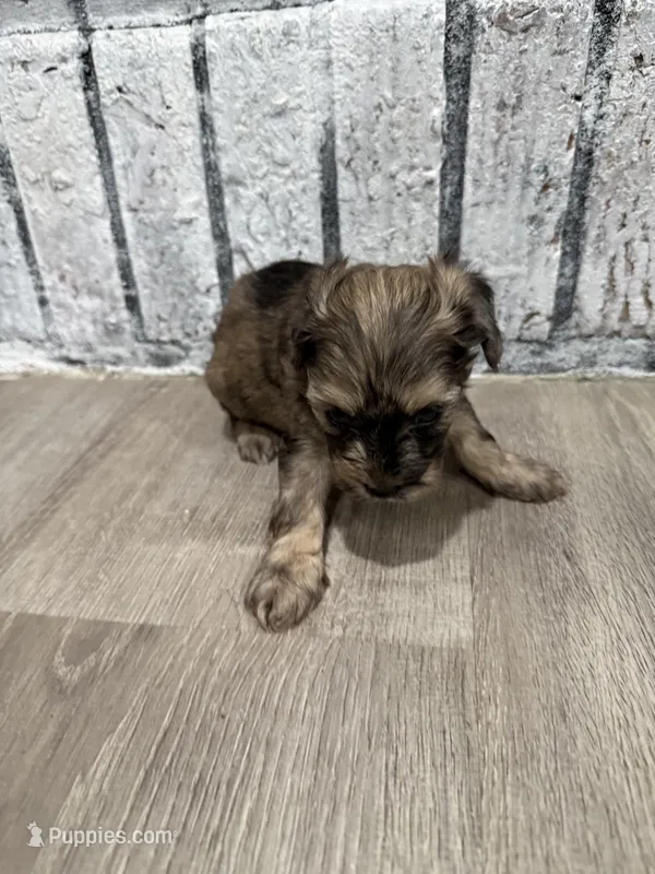 Merlot – Schnoodle puppy for sale in Mobile, AL