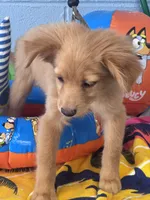 Fozzy, a male Chihuahua and Pomchi for sale in Mobile, AL – 5 of 5