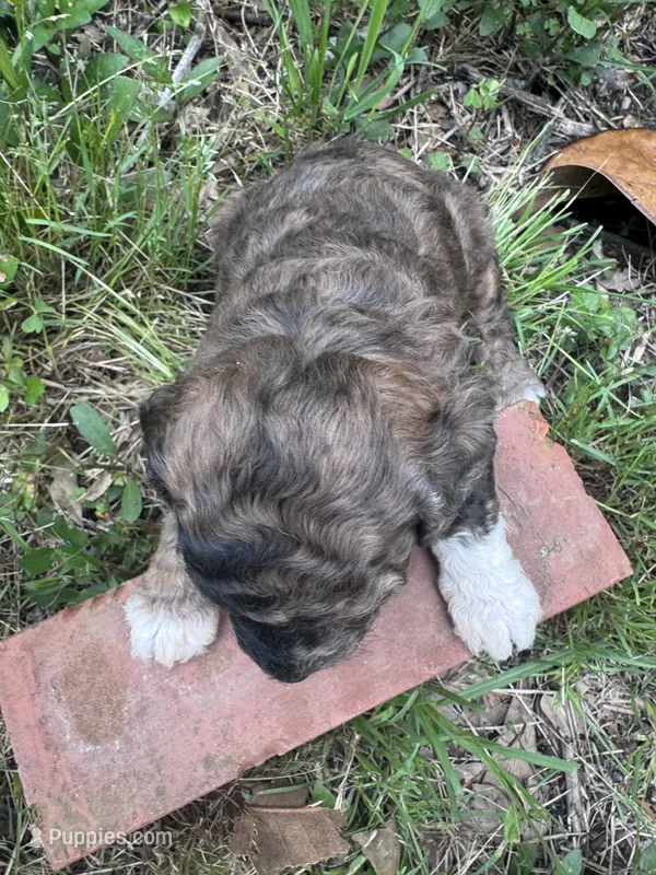 Zahara – Poodle - Toy  puppy for sale in Mobile, AL
