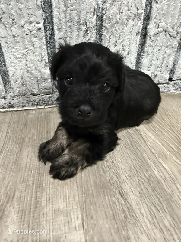 Phantom – Schnoodle puppy for sale in Mobile, AL