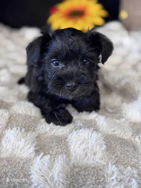 Black Cherry – Miniature Schnauzer puppy for sale in Grand Bay, AL