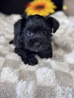 Black Cherry, a female Miniature Schnauzer for sale in Grand Bay, AL – 1 of 5