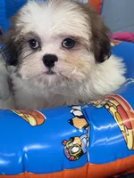 Zella, a female Shih Tzu for sale in Mobile, AL – 3 of 4