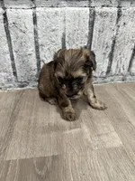 Merlot, a female Schnoodle for sale in Mobile, AL – 4 of 5