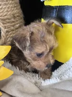 Horas, a male Yorkshire Terrier and Poodle - Toy  for sale in Grand Bay, AL – 3 of 5