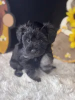 Phantom, a male Schnoodle for sale in Grand Bay, AL – 3 of 5