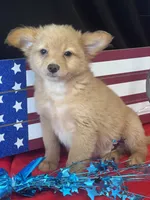 Fozzie, a male Pomchi for sale in Mobile, AL – 3 of 4