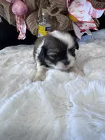 Tonks, a female Shih Tzu for sale in Mobile, AL – 2 of 4