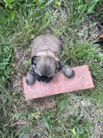 Happy, a male Shih Tzu for sale in Mobile, AL – 7 of 7