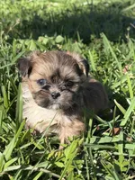 Fae, a female Shih Tzu for sale in Mobile, AL – Photo 4 of 5