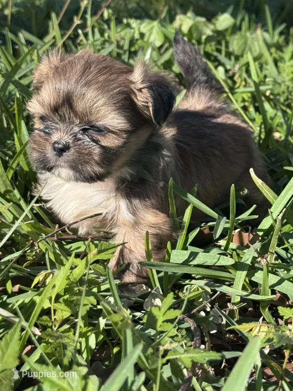 Fae – Shih Tzu puppy for sale in Mobile, AL