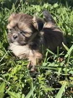 Fae, a female Shih Tzu for sale in Mobile, AL – Photo 1 of 5