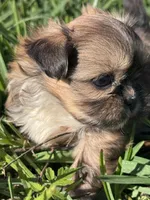 Fae, a female Shih Tzu for sale in Mobile, AL – Photo 2 of 5