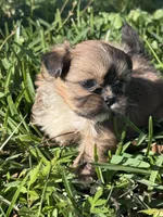 Fae, a female Shih Tzu for sale in Mobile, AL – Photo 3 of 5