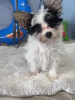 Jake, a male Yorkshire Terrier for sale in Mobile, AL – 2 of 3