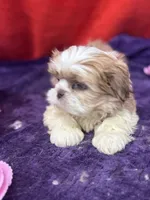 processed/edd46b37-226d-41bd-ab98-b7a43602cd81/listing/3466e9cf-e1f5-4415-b0c8-b306f26b5388/022c68a9-cda7-456b-9788-4cb396b597b2