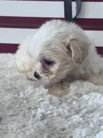Kit, a female Shichon for sale in Mobile, AL – 4 of 4